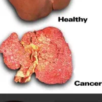 تهیه اعضای گاو و یا گوسفند برای تشریح و مطالعه|خدمات آموزشی|گناباد, |دیوار