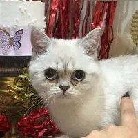 اسکاتیش فولد اصیل|گربه|اردبیل, |دیوار