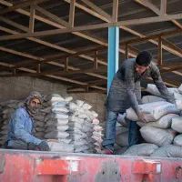 کارگر جابه جایی مصالح و گود برداری نخل وپرتغال