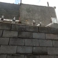 کبوترطوقی|پرنده|روانسر, |دیوار