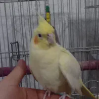 عروس هلندی ماده مولد