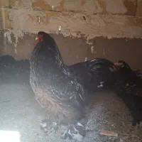 تخم نطفه دار برهما بلک