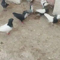 25تاحیون عالی