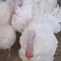 بوغلمون