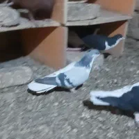 کبوترهای رنگی|پرنده|تاکستان, |دیوار