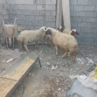 شیشک ابستن