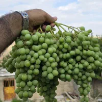 غوره درجه یک