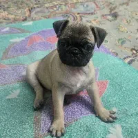 توله پاگ دو ماهه|سگ|تهران, مختاری|دیوار