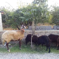 ماده کابی افشار قندوزی