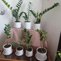 ۷گلدان زاموفلیا یکجابرای فروش
