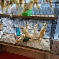 عروس و برزیلی فنچ و. قفس و لوازم