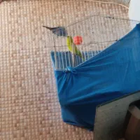 فنج زبرا|پرنده|بندر ماهشهر, |دیوار