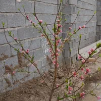 خانه-باغ-صفی-آباد-منطقه-ای-بکر-و-زیبا
