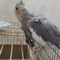 عروس|پرنده|اردکان, |دیوار