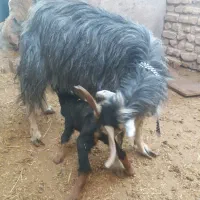 بز گوسفند