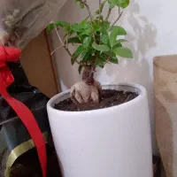گل بنسای