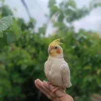 پرنده عروس هلندی