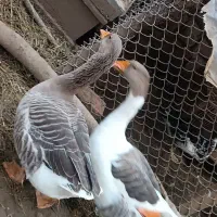 غاز درشت یکساله