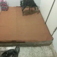 بزغاله|حیوانات مزرعه|اقبالیه, |دیوار