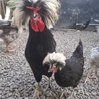 جوجه لهستانی اصل وغاز چهارماهه|حیوانات مزرعه|رشت, فخب|دیوار