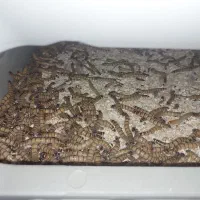 کرم سوپرورم و میلورم خشک و زنده|خزنده|رشت, کوی حسینی|دیوار