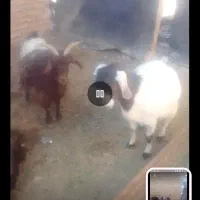 حیوانات مزرعه|حیوانات مزرعه|سلامی, |دیوار