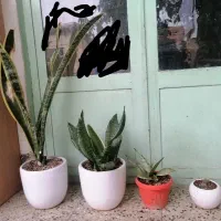 گل سانسوریا بهمراه گلدان سرامیکی شیک و اشانتیون