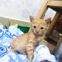 واگذاری گربه