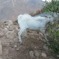 فروش بره وچپش سانن طزرجان|حیوانات مزرعه|تفت, |دیوار