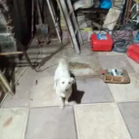 واگذاری سگ پاکوتا واگذاری