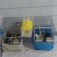 یک جفت عروس هلندی نیمه رام