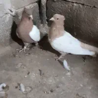 سینه زرد و سرخ آس|پرنده|فردوس (خراسان), |دیوار