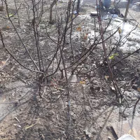 نهال انجیر گلابی