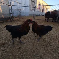 بوقلمون،اردک، جوجه خروس|حیوانات مزرعه|آبیک, |دیوار