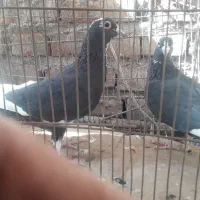 کبوتر کفتر سوراخی جفتی