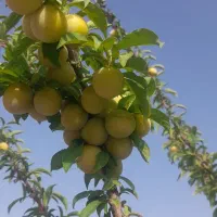 باغ ۱۲۰۰متری قابل معاوضه باشرایط|فروش زمین و ملک کلنگی|خوسف, |دیوار