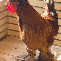 مرغ و خروس سلطان