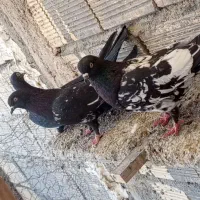 سلام دوستان عشق باز ده تا کبوتر بی عیب و نقص|پرنده|شهرضا, |دیوار