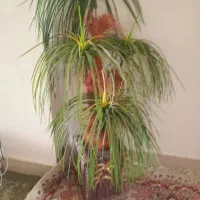 فروش گل وگلدان