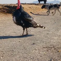 بوقلمون نر و ماده|حیوانات مزرعه|اصفهان, همدانیان|دیوار