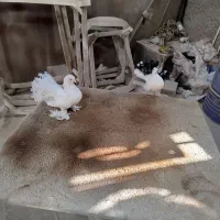 کفتر دمچتری|پرنده|ملایر, |دیوار