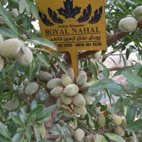 خرید نهال بادام مامایی