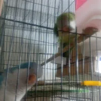 طوطی راهب|پرنده|رباطکریم, رباطکریم|دیوار