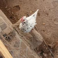 تخم نطفه دار نژاد لاری و گلین|حیوانات مزرعه|بم, |دیوار