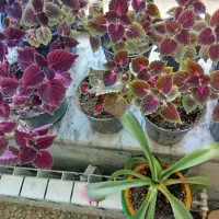 گل حسن یوسف