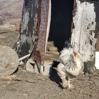 قفس آهنی بزرگ