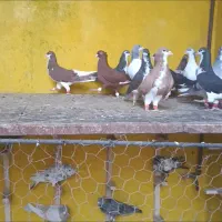 کبوتر دسته شهری همش جوجه بون