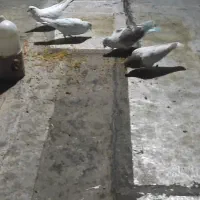 کبوتر