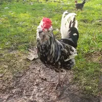 گلین لری|حیوانات مزرعه|رشت, امین الضرب|دیوار