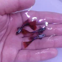 ماهی‌گوپی  زبرا  کوریدوراس  فایتر  پلاتی  کالر